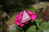 Růžový šperk černě zdobený - Lesní sklo