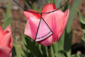 Růžový šperk černě zdobený - Lesní sklo