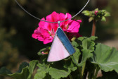 Modro - růžový šperk - Lesní sklo