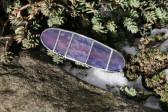 Spona malá fialová - Lesní sklo