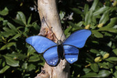 Motýlci- dekorace na dřevě - Lesní sklo