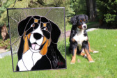 Bernský salašnický pes - Lesní sklo
