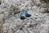 Tyrkysově modré náušnice puzety - Lesní sklo