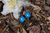 Tyrkysově modré náušnice puzety - Lesní sklo