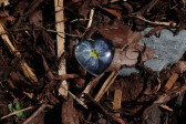 Kabošon srdce - modrý petrklíč  - Lesní sklo
