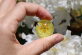 Kabošon kulatý - žlutý petrklíč  - Lesní sklo
