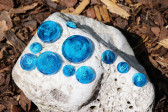 Sada modrých knoflíků - Lesní sklo
